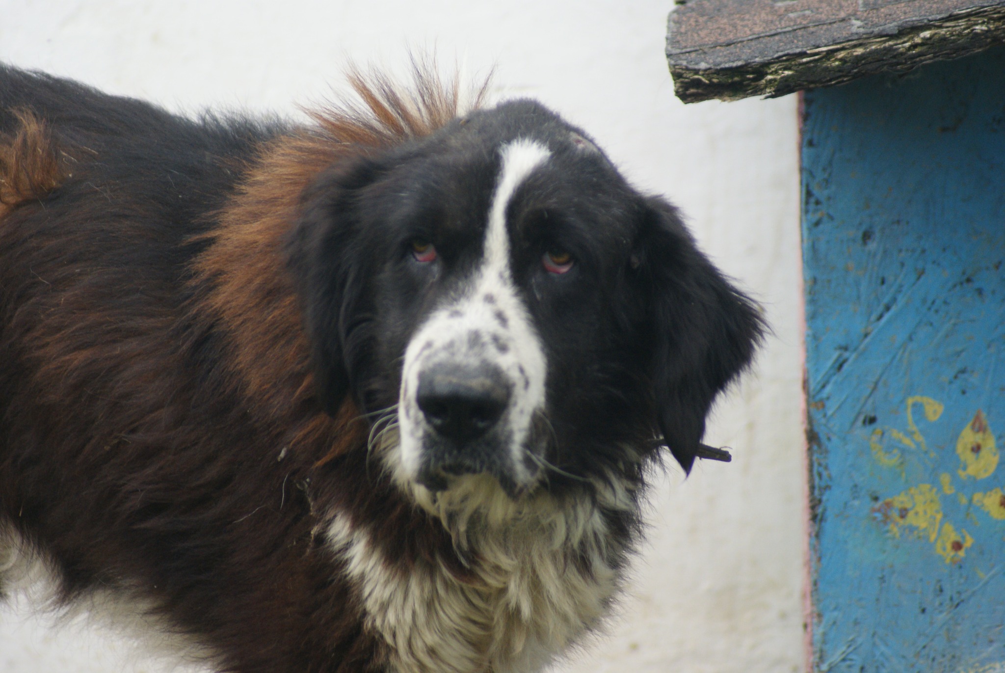 Haiduc Casa lui Patrocle 8