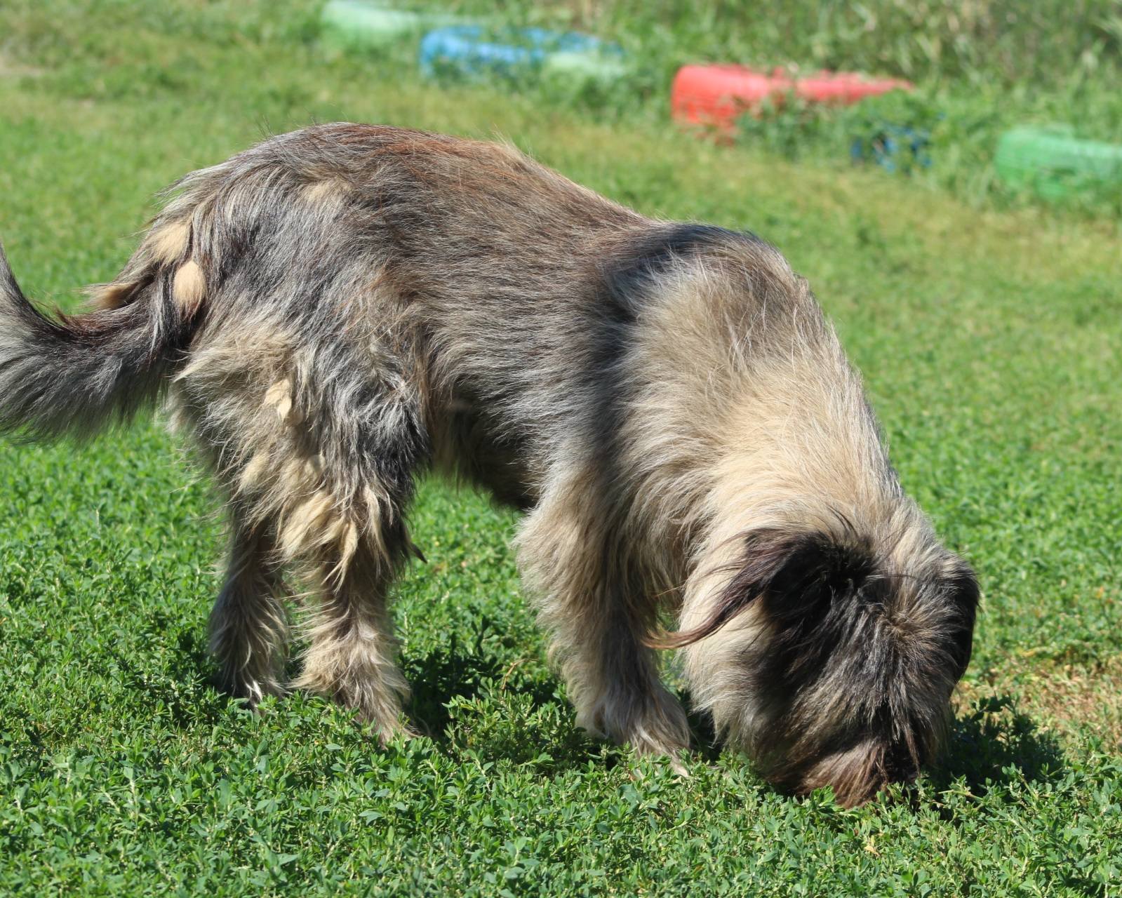 Isabelle Casa lui Patrocle 3