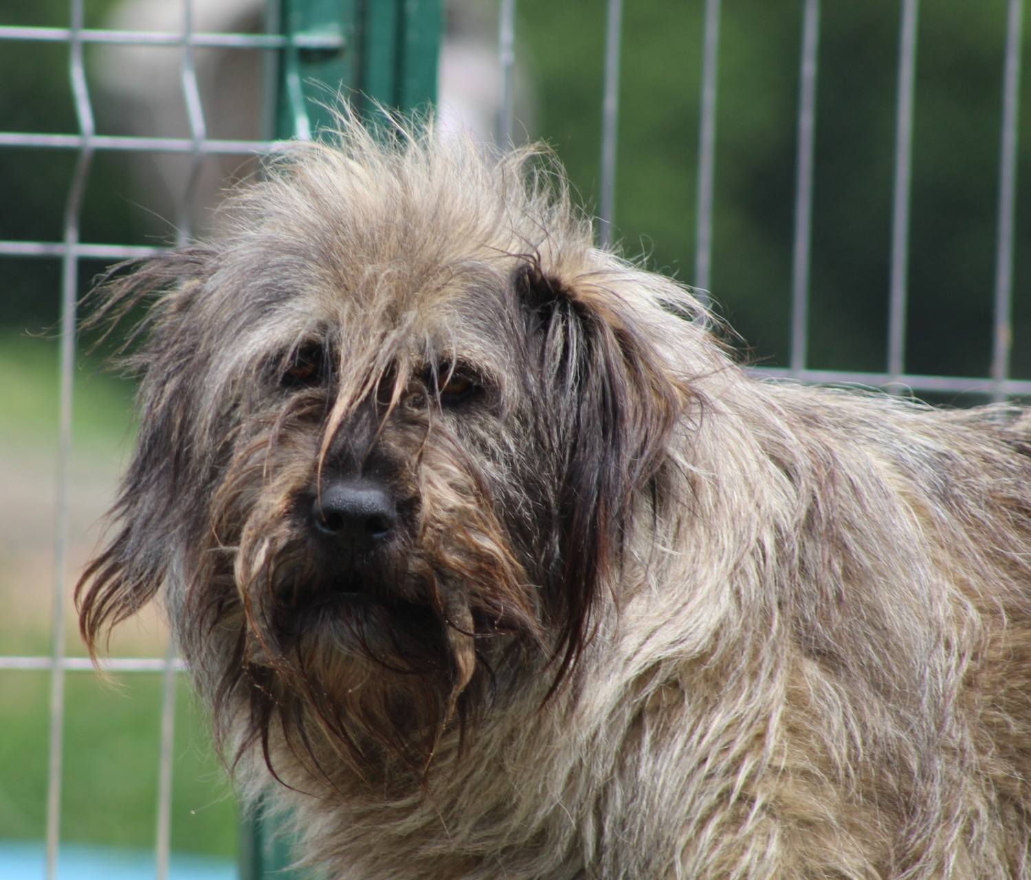 Isabelle, câine femelă de talie medie