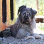 Isabelle a fost scoasă dintr-un adăpost public