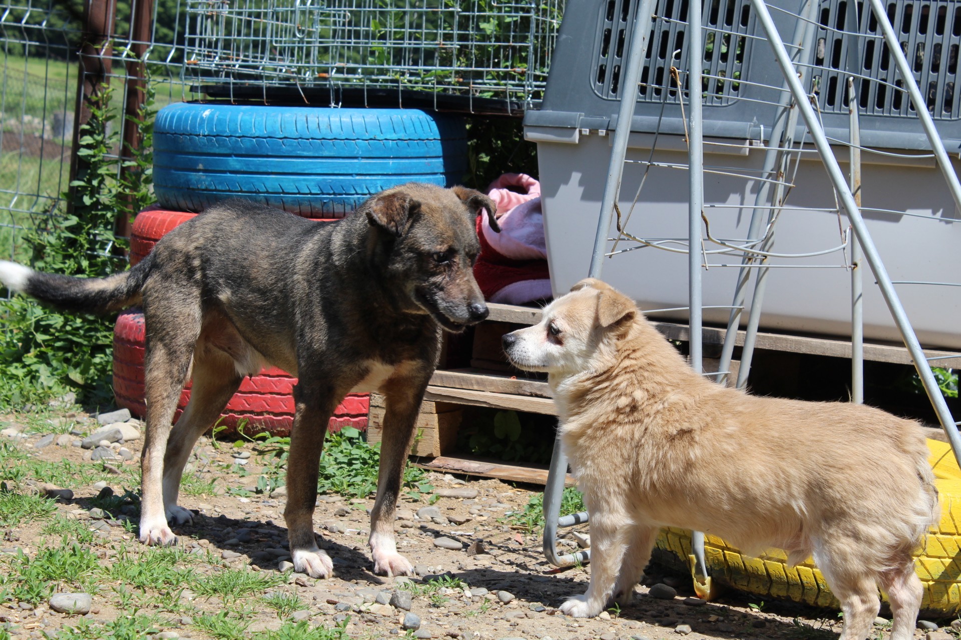 Jaimie Casa lui Patrocle 3