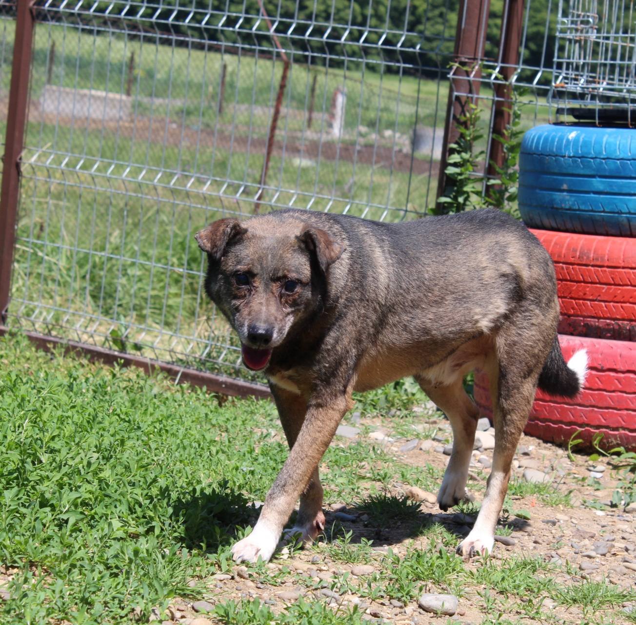 Jaimie Casa lui Patrocle 4