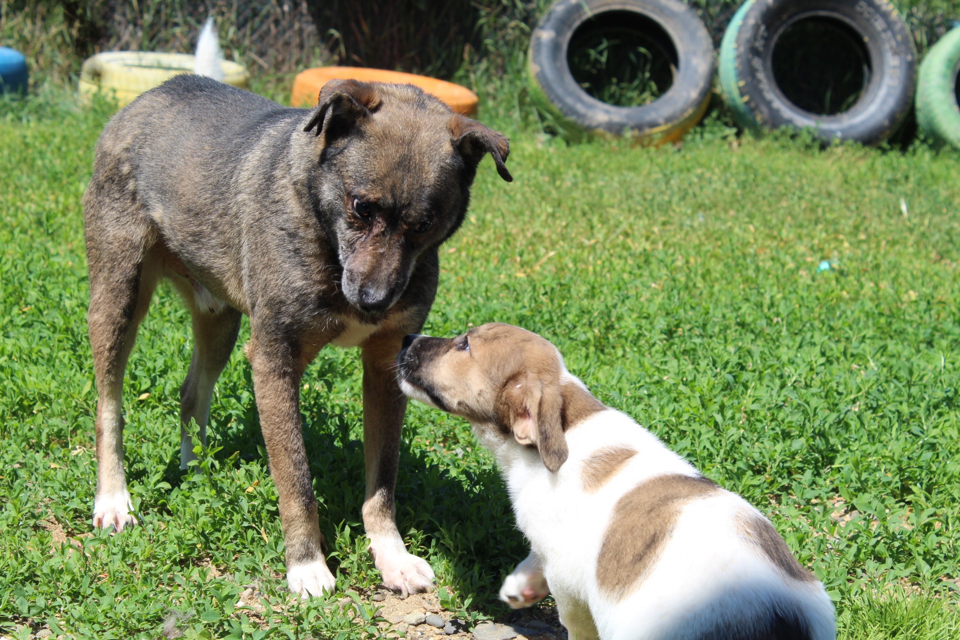 Jaimie Casa lui Patrocle 5