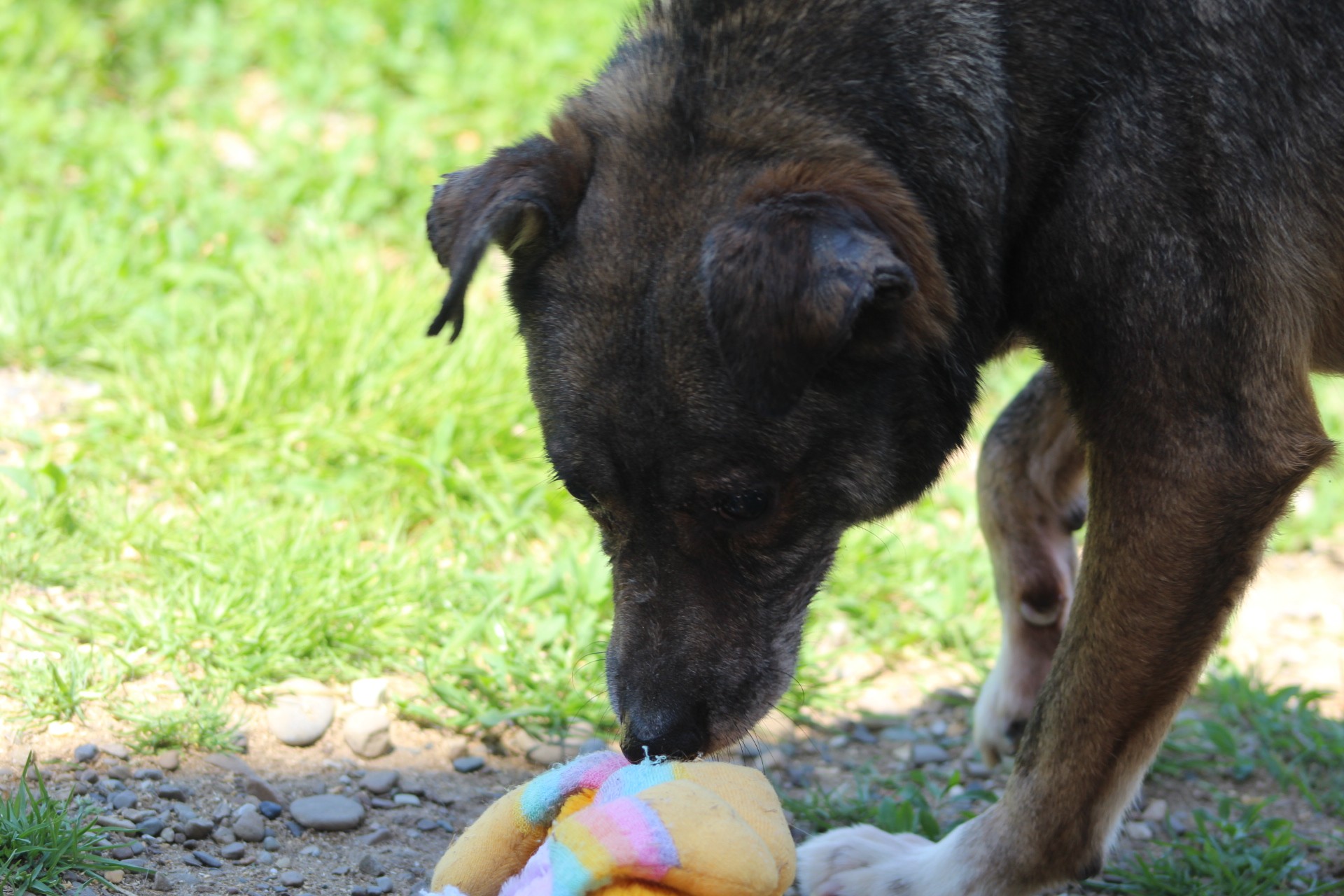 Jaimie Casa lui Patrocle 7