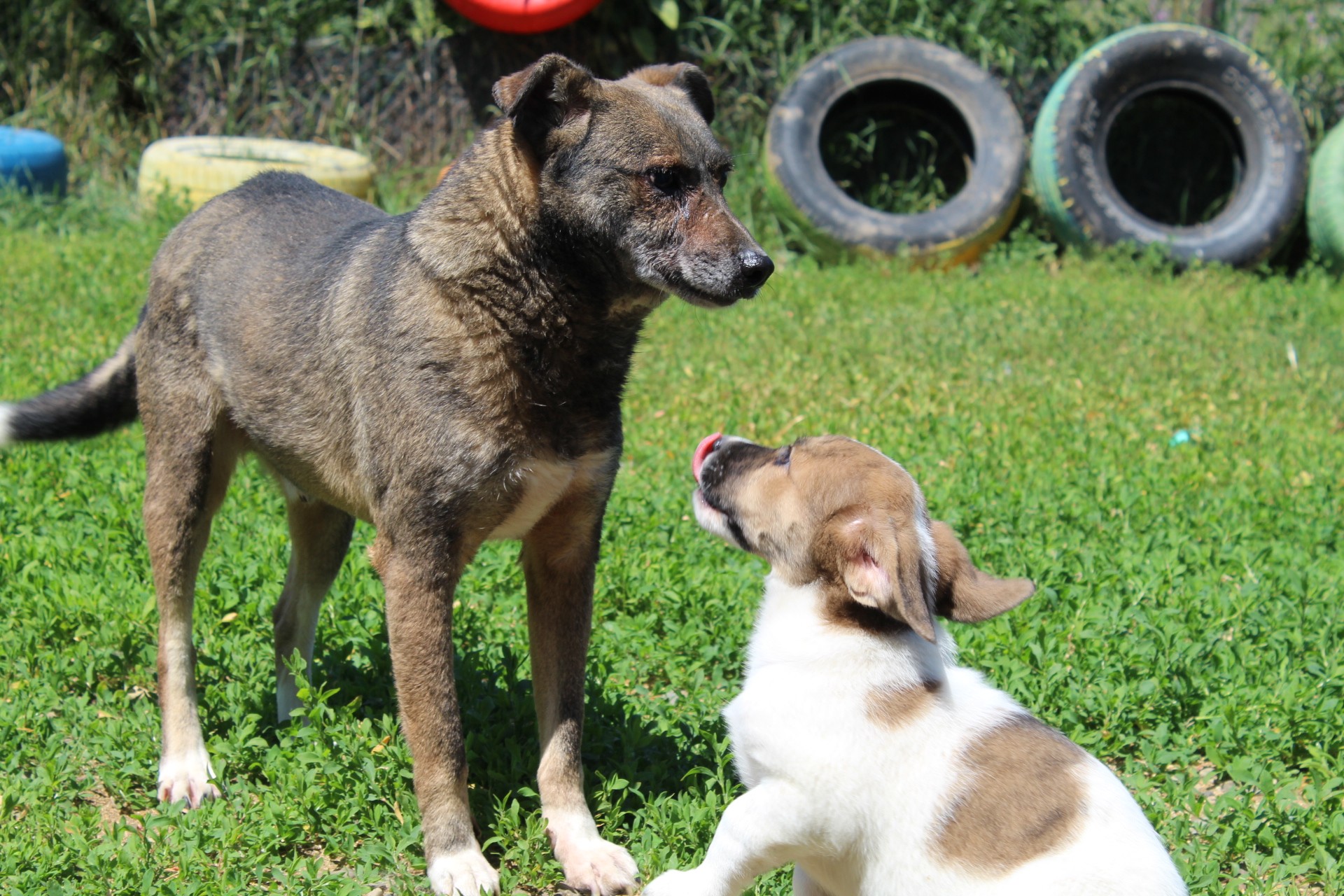 Jaimie Casa lui Patrocle 8