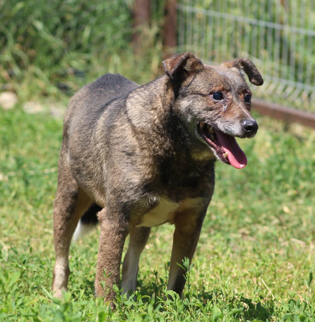Jaimie, câine mascul de talie medie