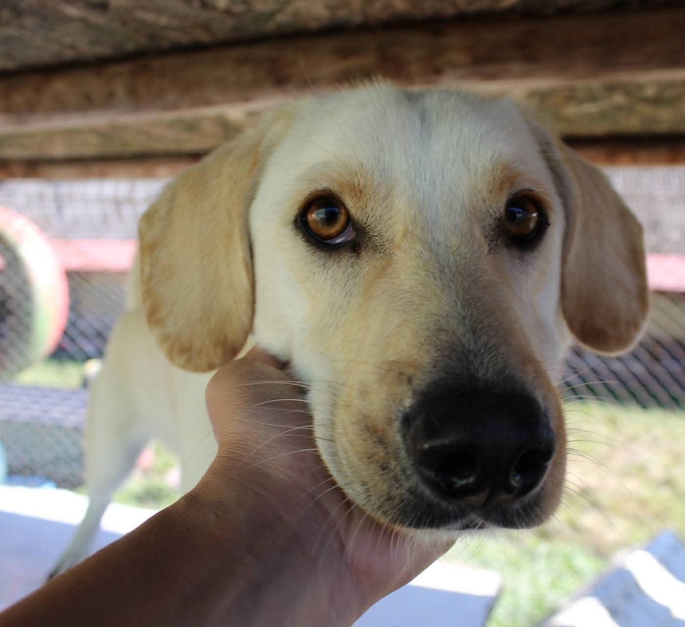 Jeff Casa lui Patrocle 2