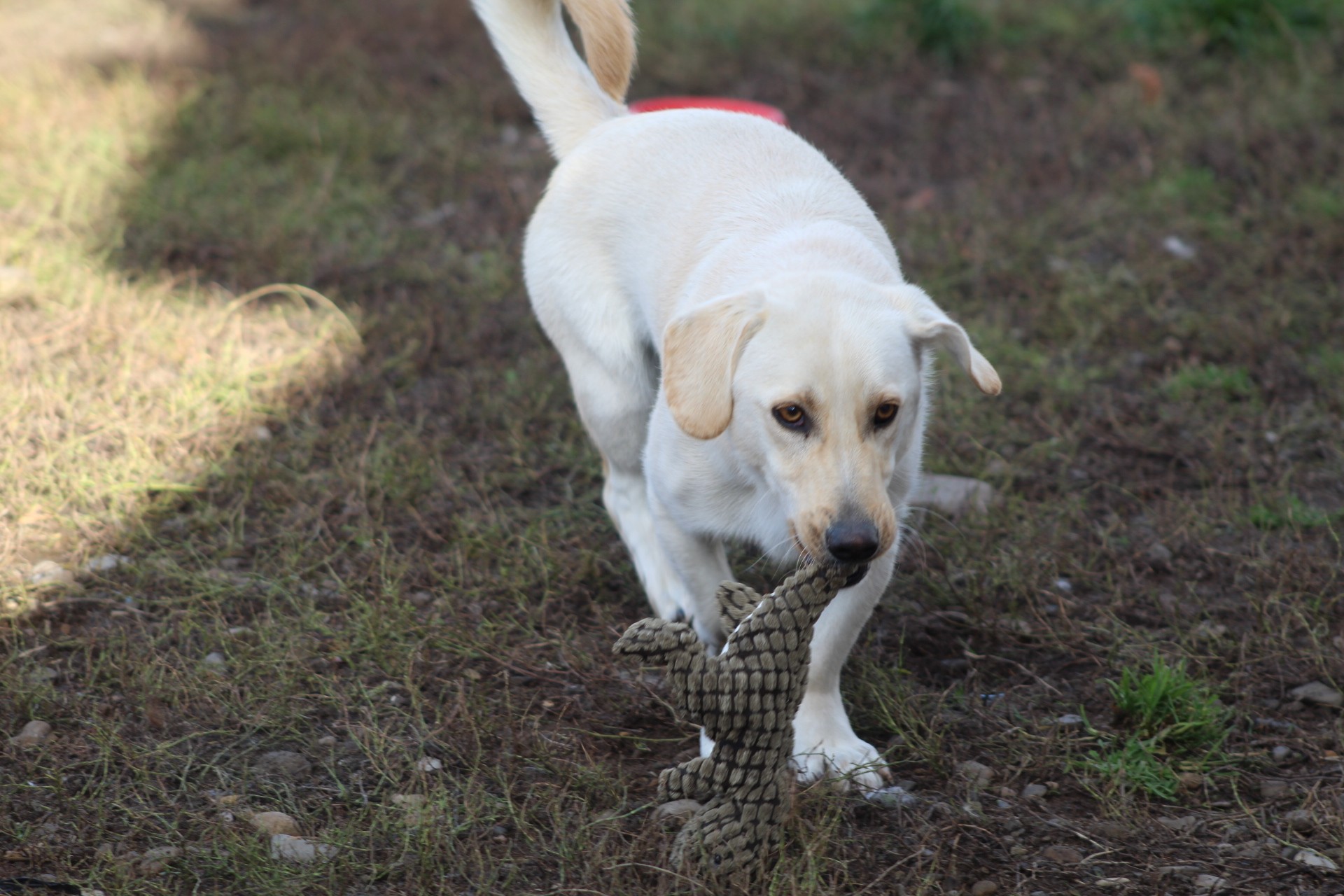 Jeff Casa lui Patrocle 4