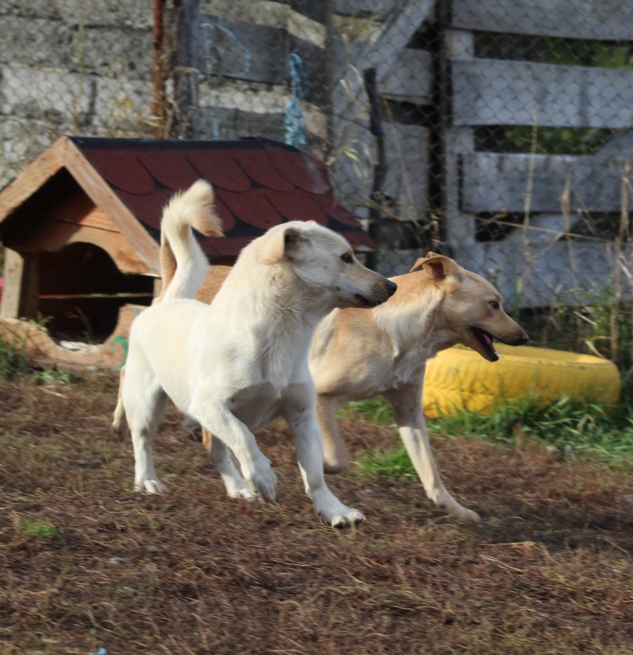 Jeff Casa lui Patrocle 5