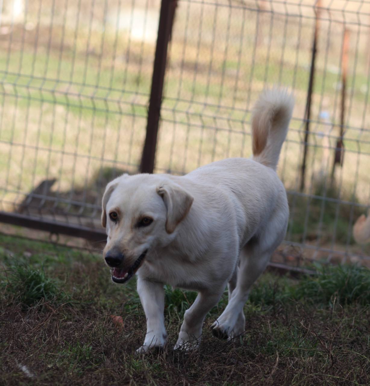 Jeff Casa lui Patrocle 6