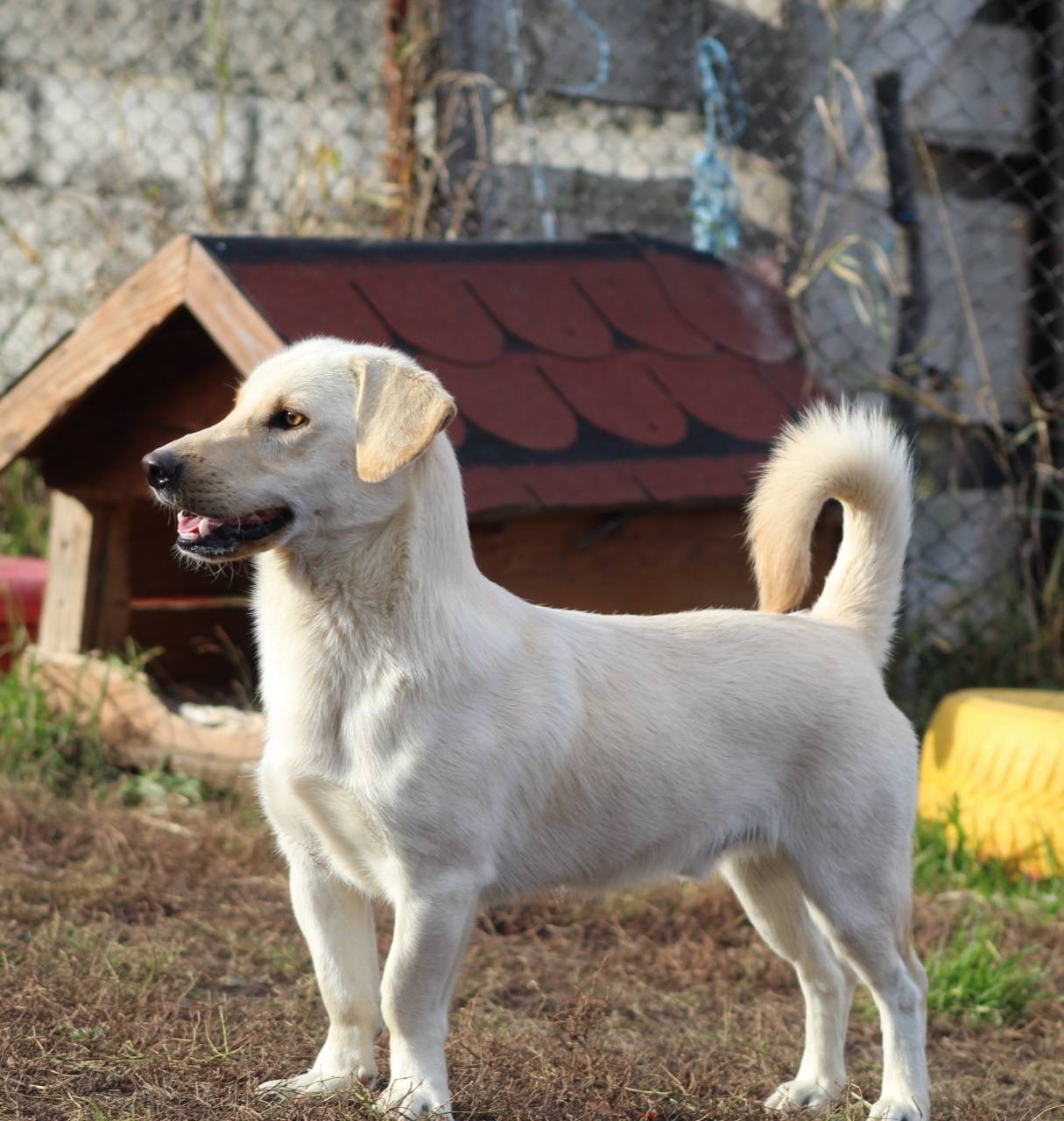 Jeff, câine mascul de talie mică