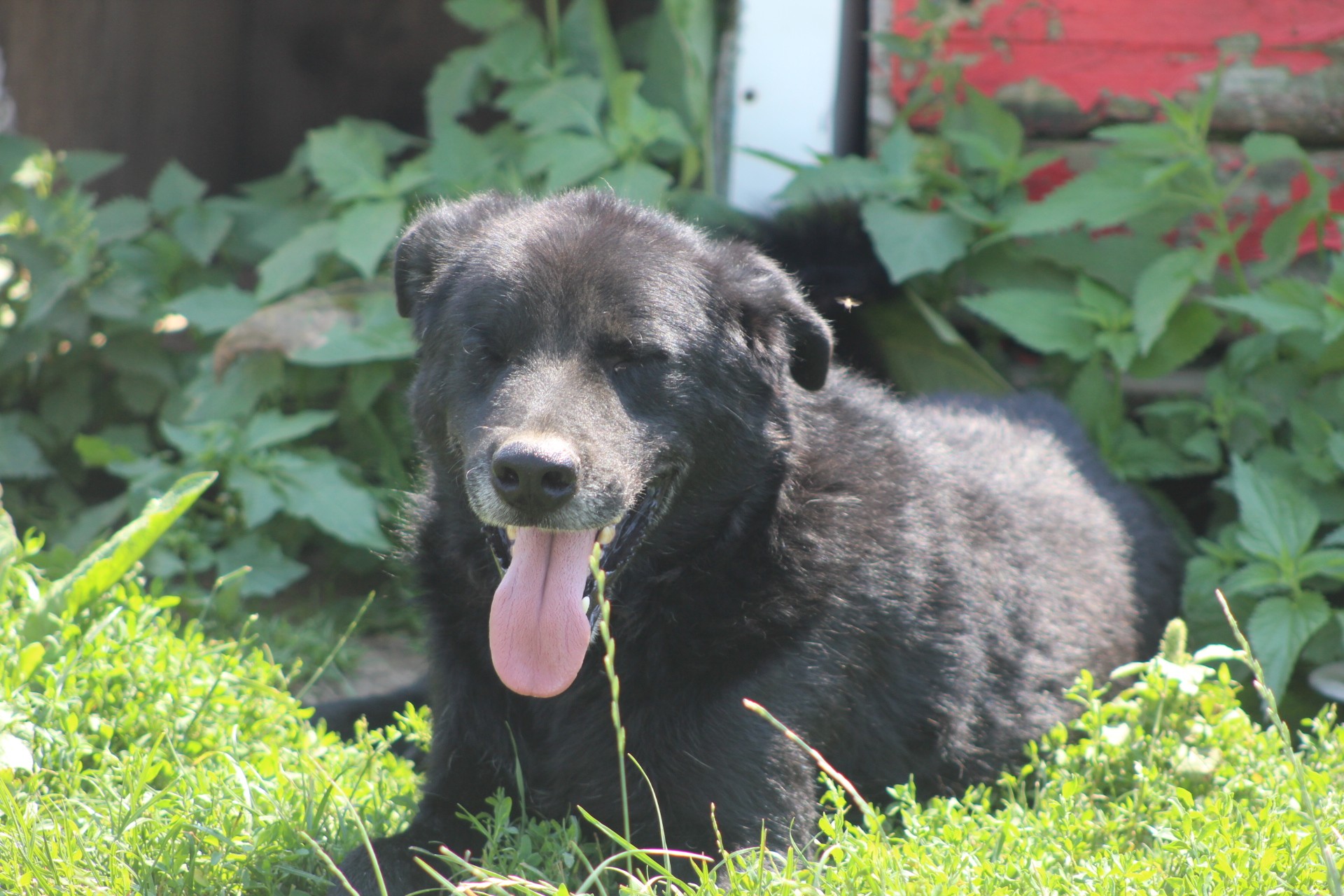 Jim, câine mascul de talie medie