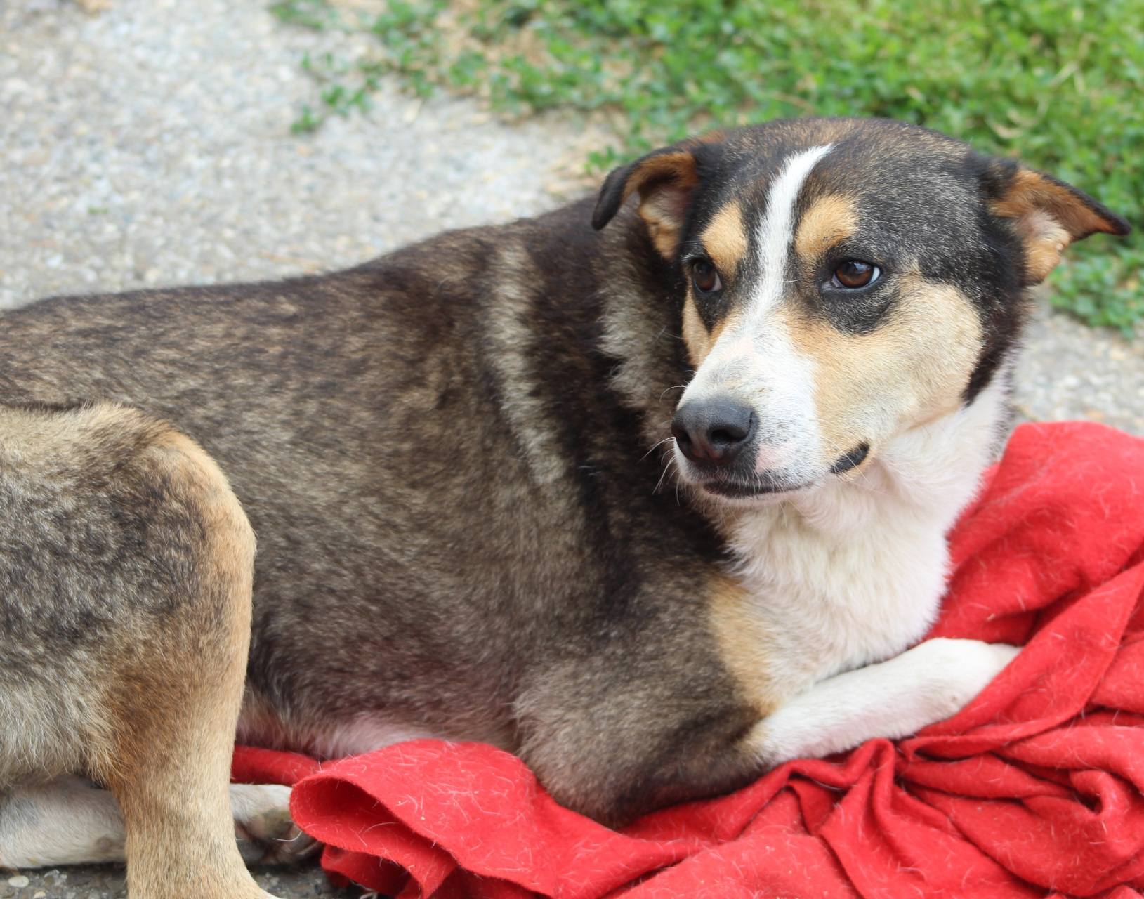 Jimmy Casa lui Patrocle 3