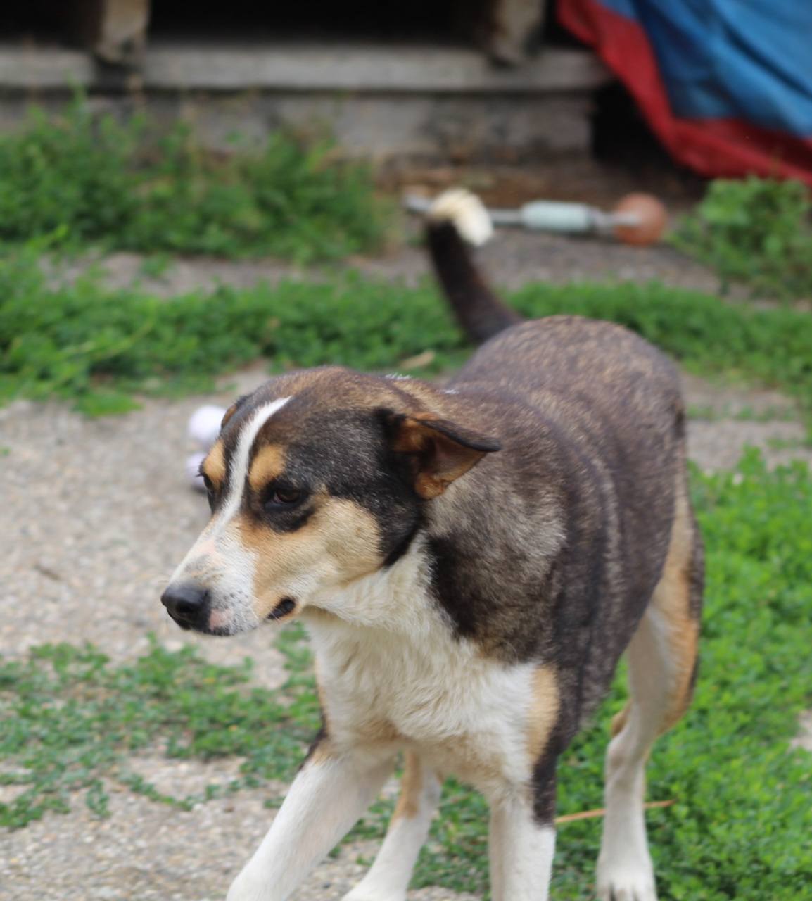 Jimmy Casa lui Patrocle 4