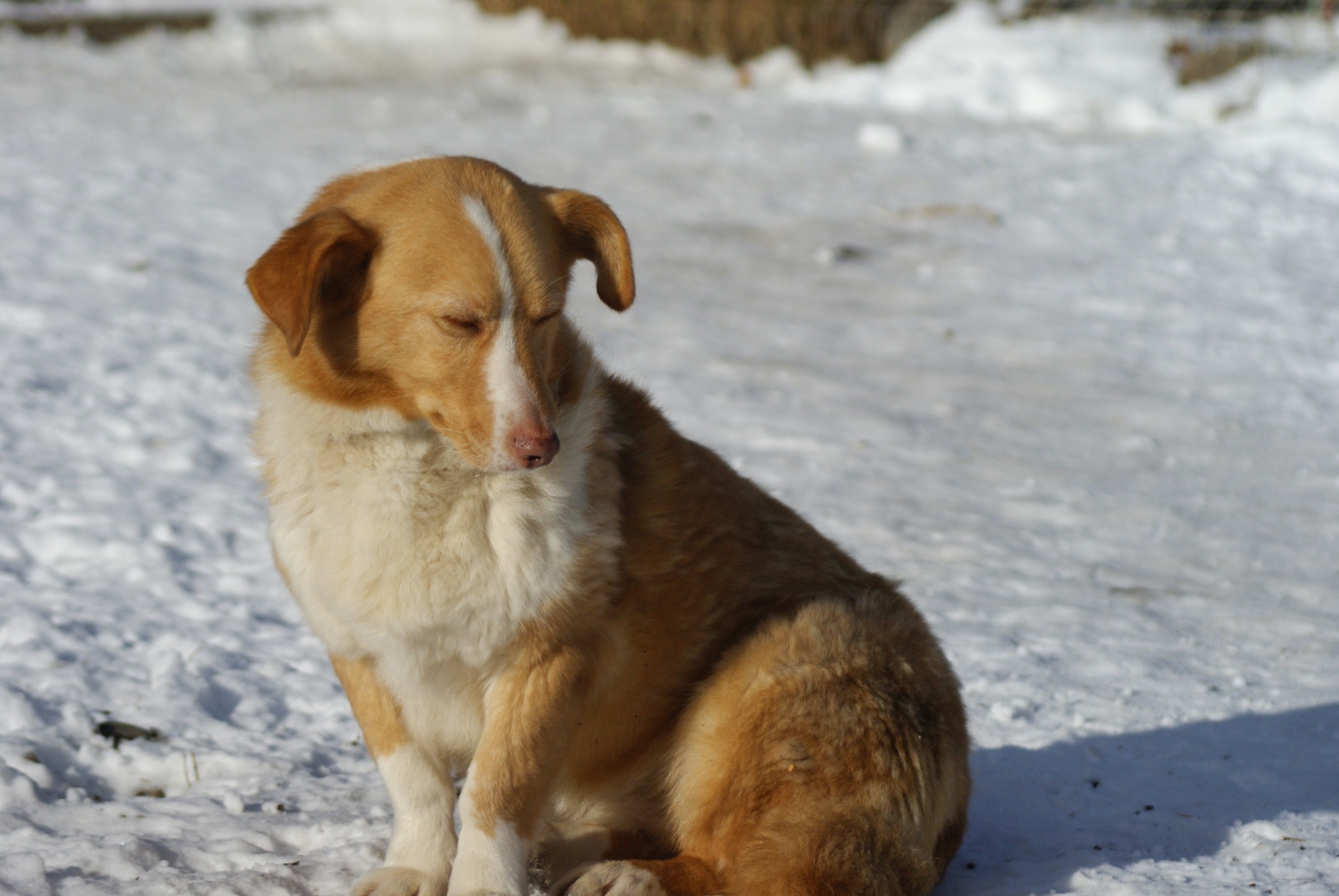 Joy Casa lui Patrocle 2