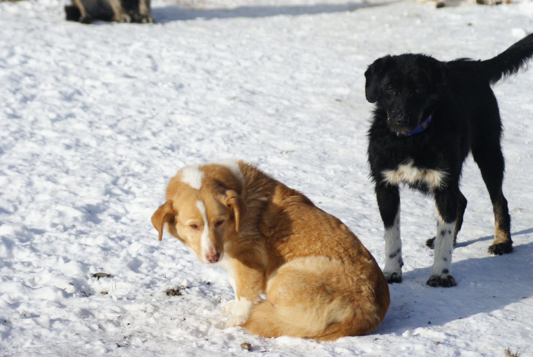 Joy Casa lui Patrocle 3