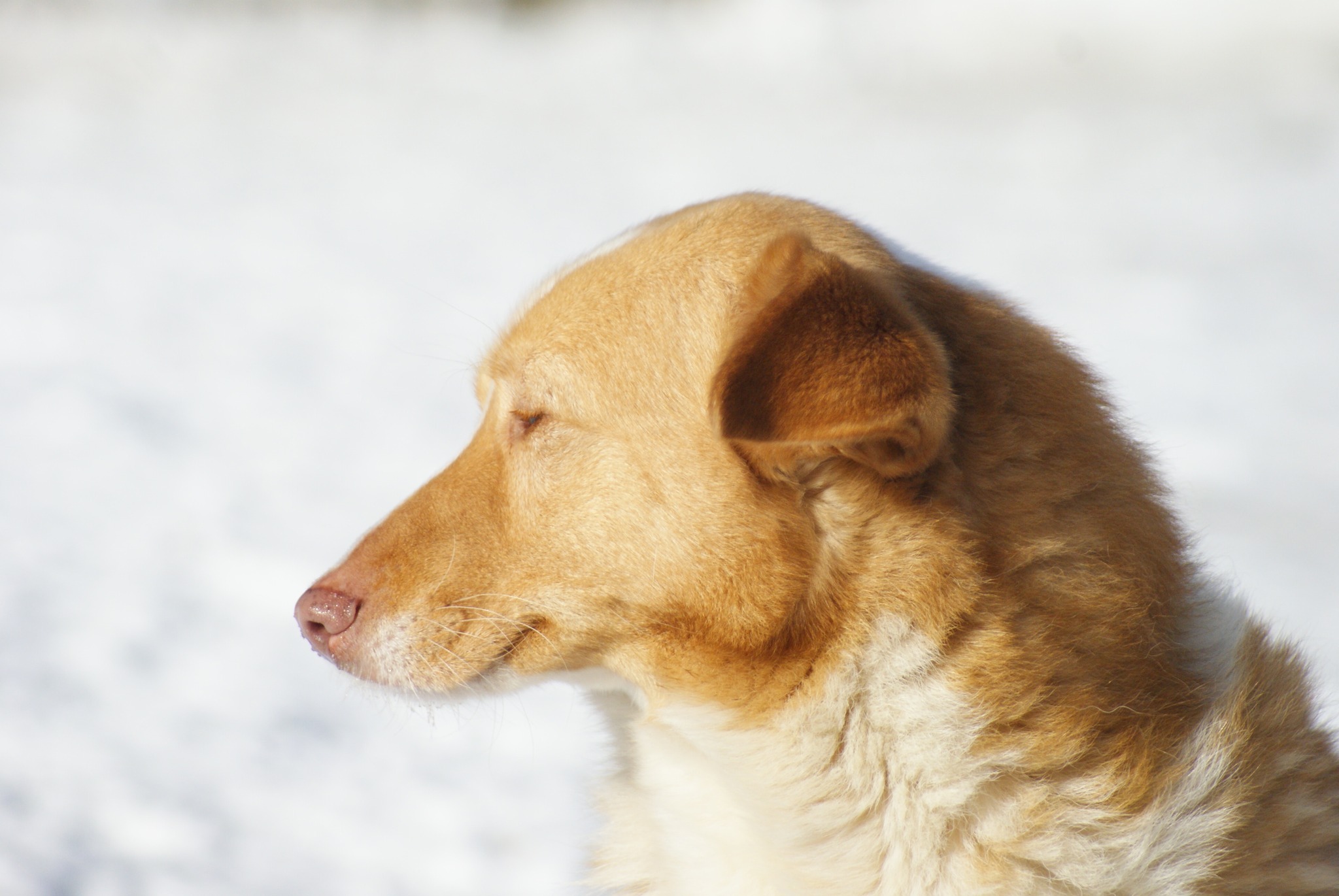 Joy Casa lui Patrocle 5