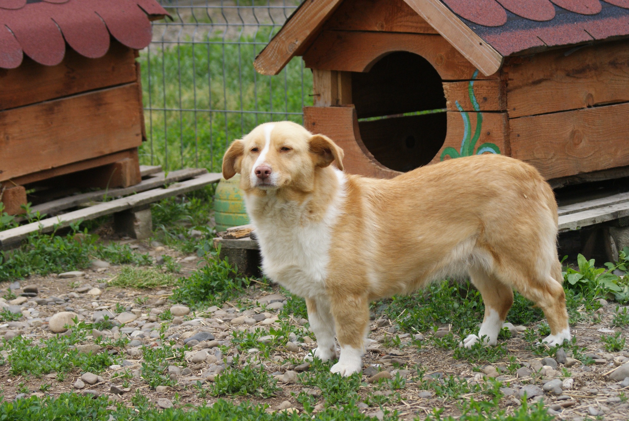 Joy Casa lui Patrocle 8