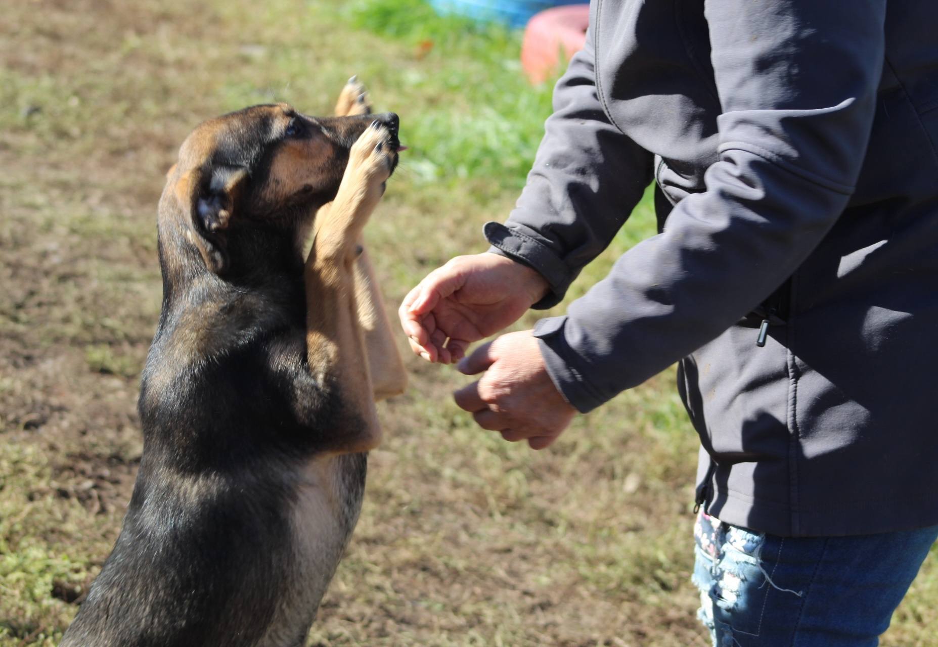 Juno Casa lui Patrocle 2