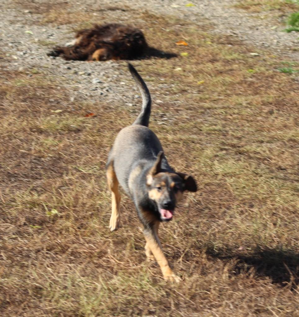 Juno Casa lui Patrocle 3