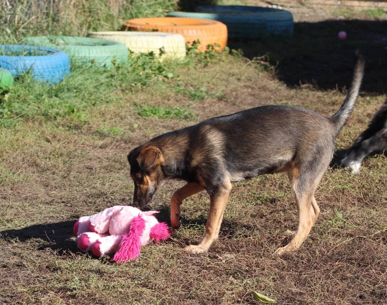 Juno Casa lui Patrocle 5