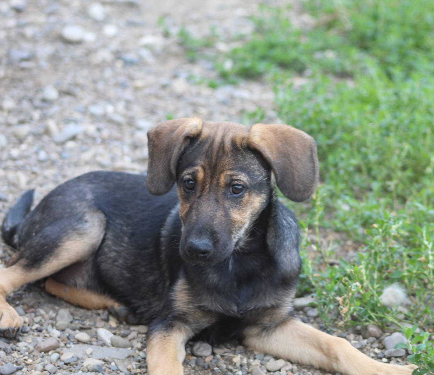 Juno, câine mascul de talie medie