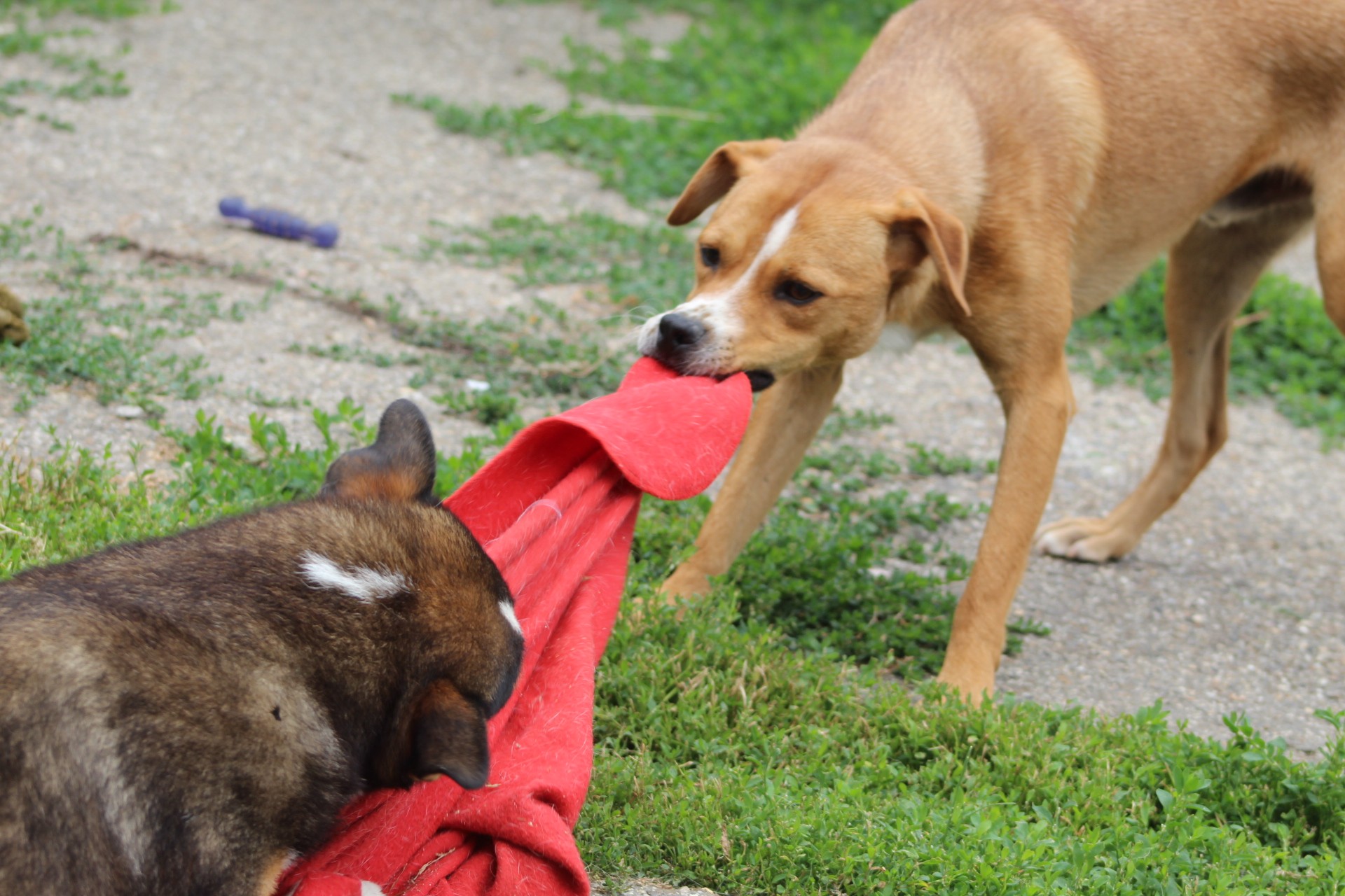 Kiko Casa lui Patrocle 4