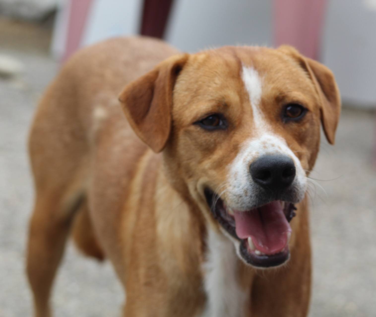 Kiko, câine mascul de talie medie