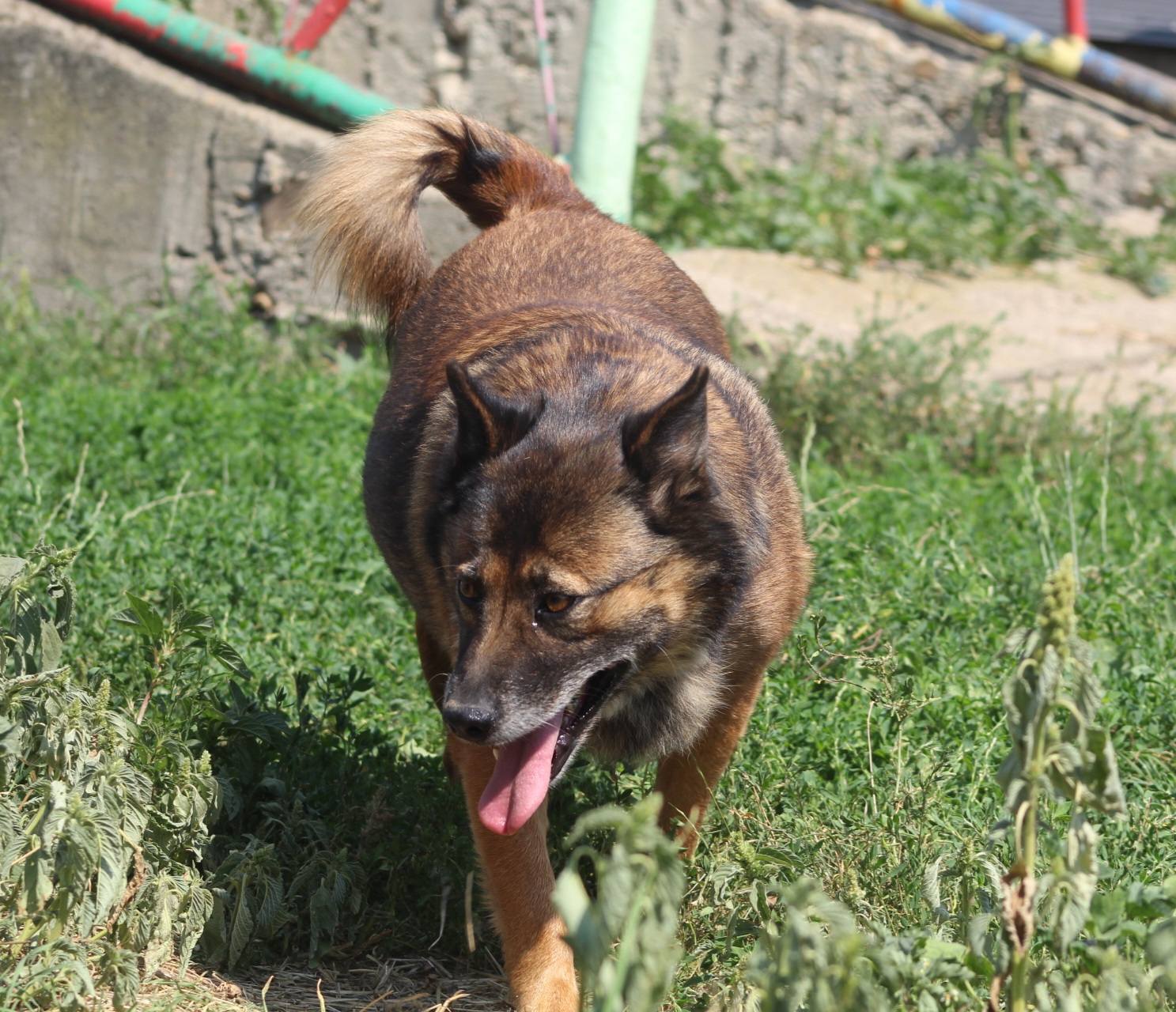 Kimi, câine femelă de talie medie