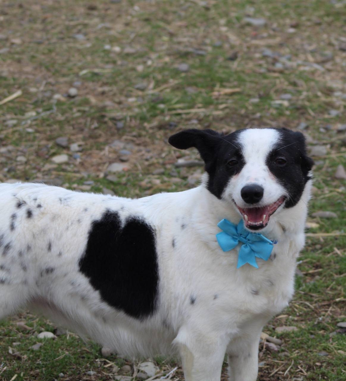 Kitty, câine femelă de talie mică