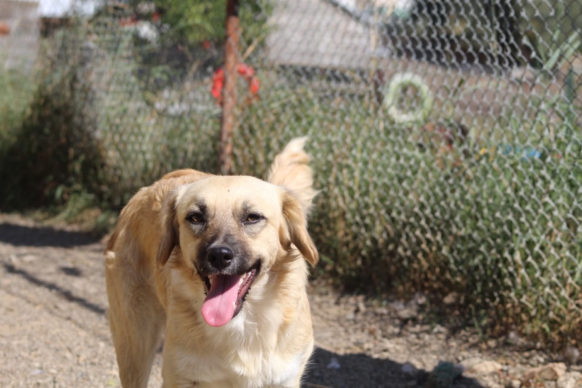 Lara Casa lui Patrocle 5