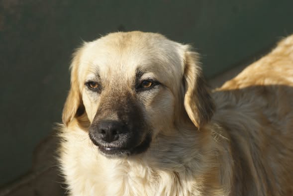 Lara, câine femelă de talie medie