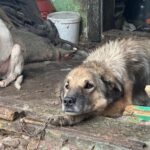 Leilani a trăit mult timp legată. De un lanț, de ideea că asta e tot ce i se cuvine