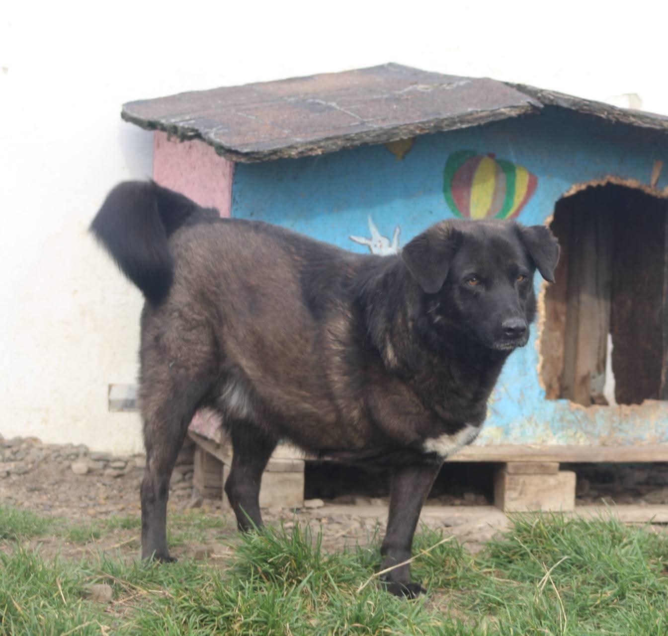 Levin Casa lui Patrocle 2