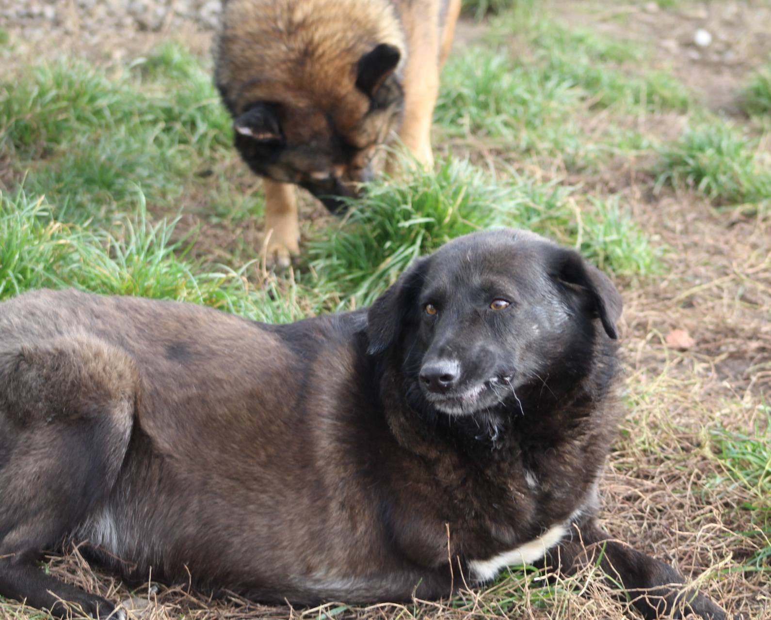 Levin Casa lui Patrocle 4