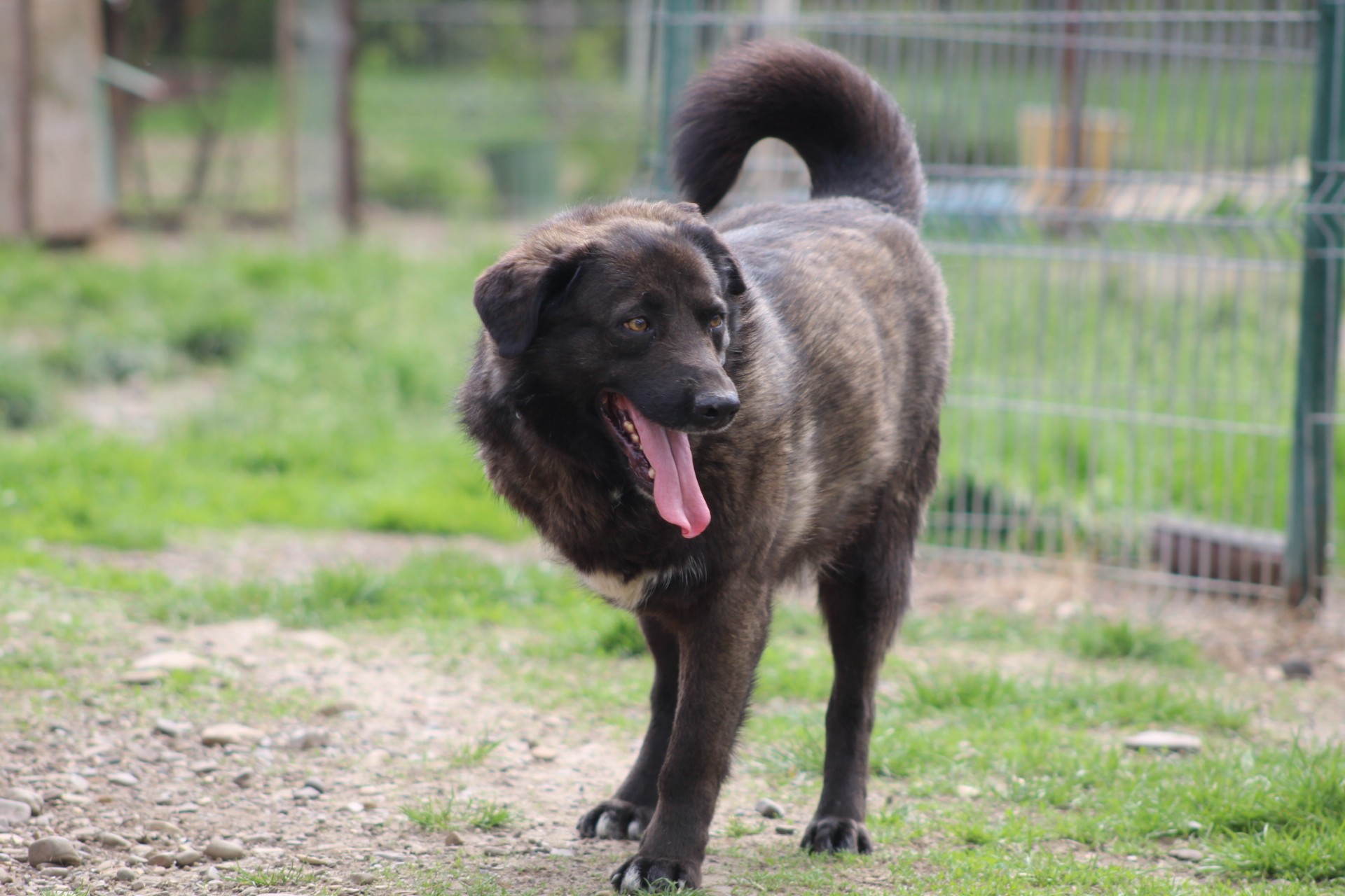 Levin Casa lui Patrocle 6