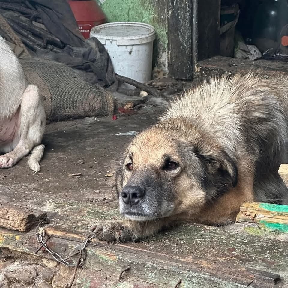 Leylani Casa lui Patrocle 2