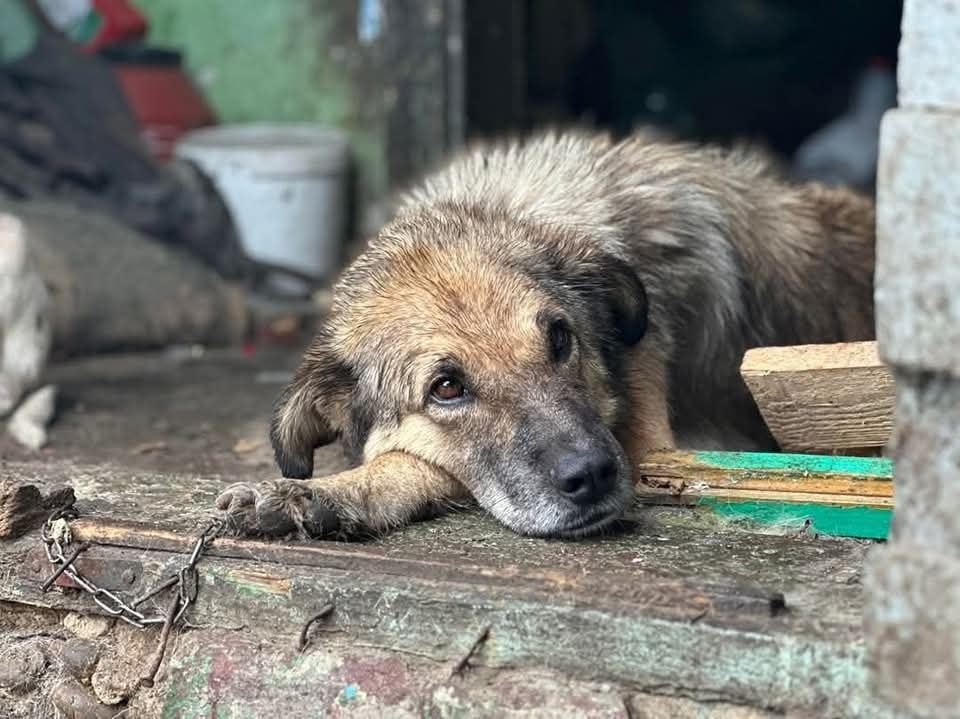 Leylani Casa lui Patrocle 3