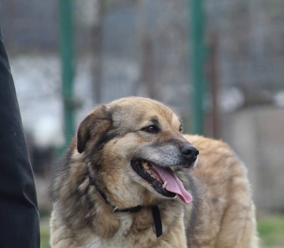 Leylani Casa lui Patrocle 4