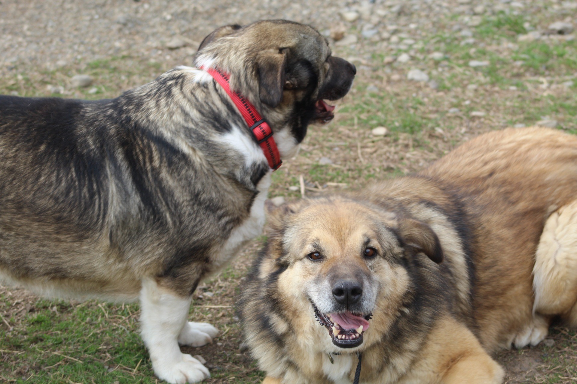 Leylani Casa lui Patrocle 5