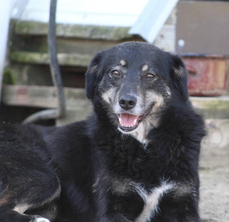 Lilya Casa lui Patrocle 2