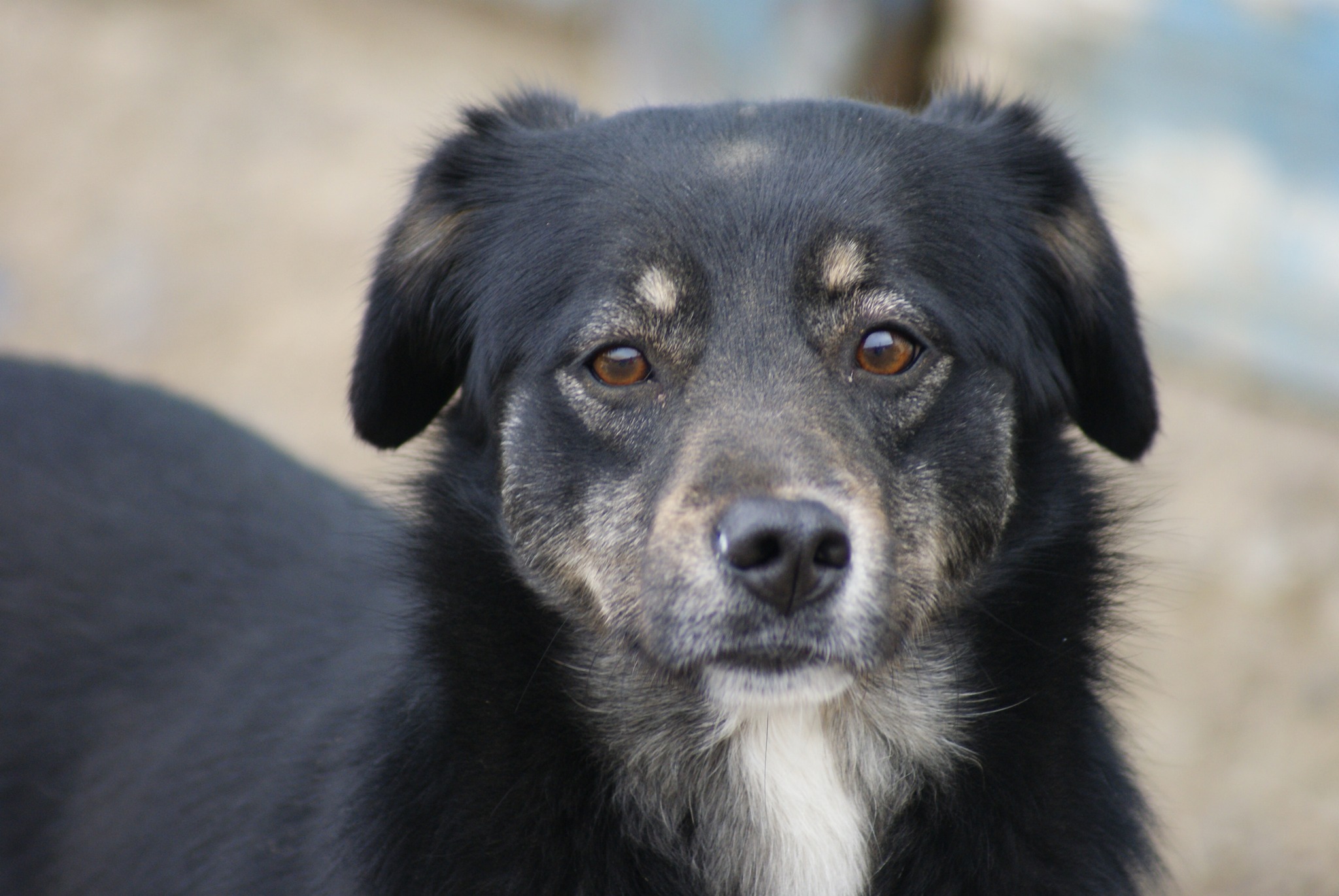 Lilya Casa lui Patrocle 5