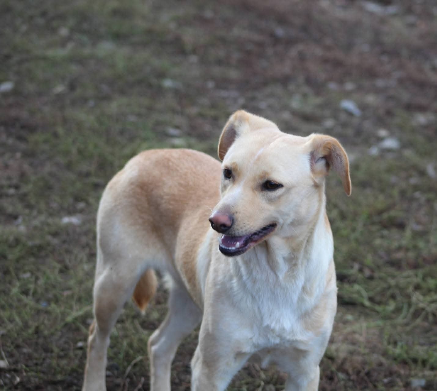 Lisa Casa lui Patrocle 2