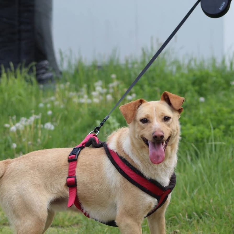 Lisa Casa lui Patrocle 4