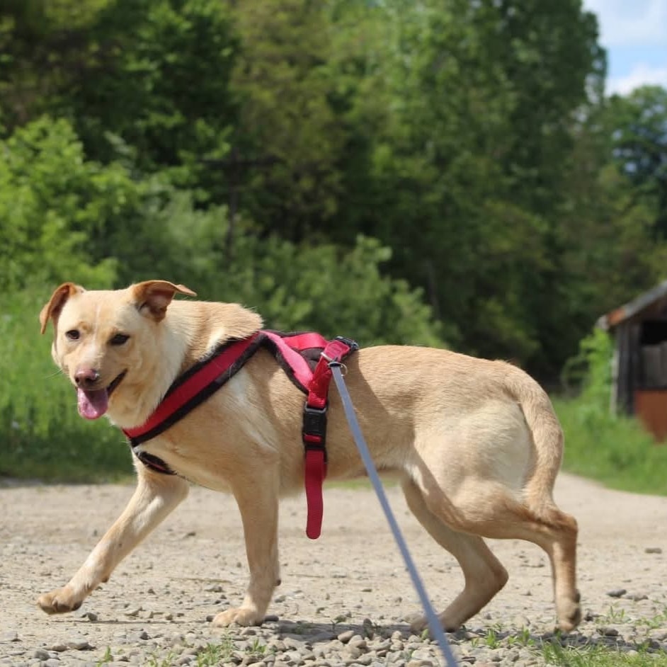 Lisa Casa lui Patrocle 5