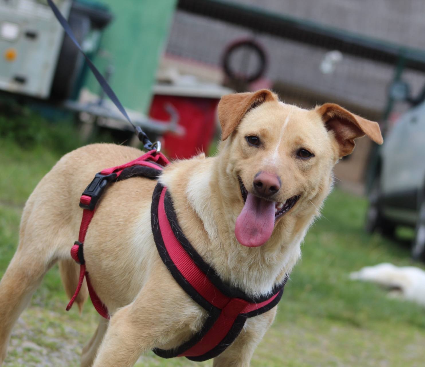 Lisa Casa lui Patrocle 6