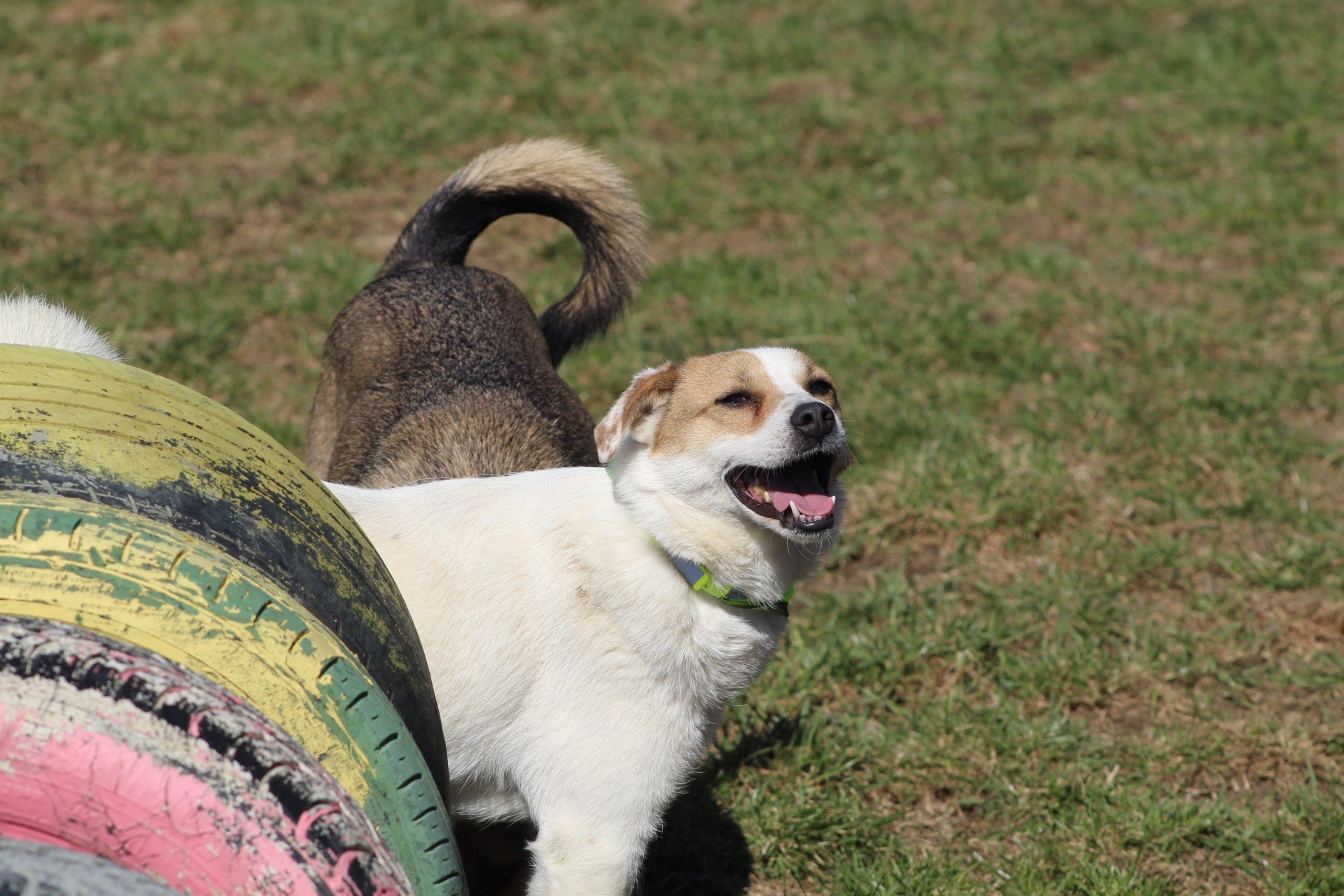 Lola Casa lui Patrocle 3