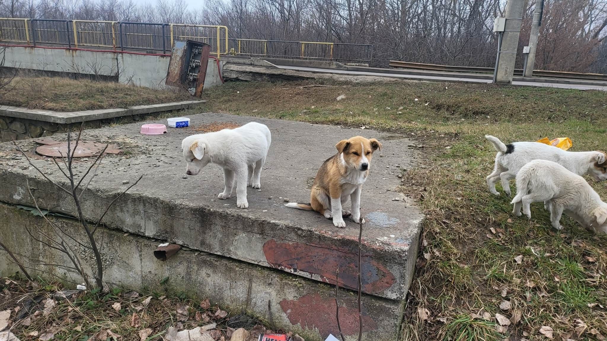 Lola Casa lui Patrocle 6