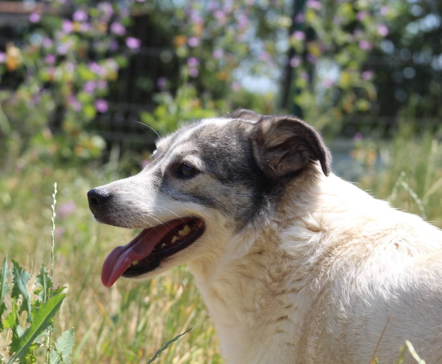 Lotte Casa lui Patrocle 2