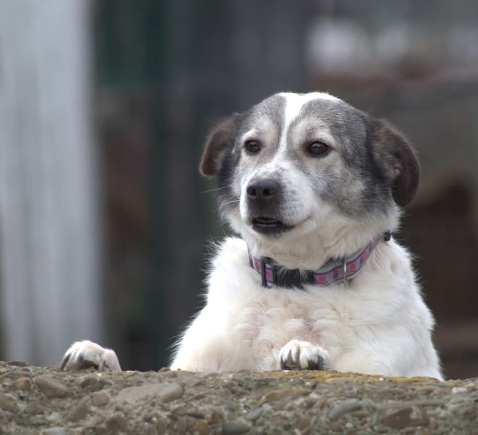 Lotte Casa lui Patrocle 3